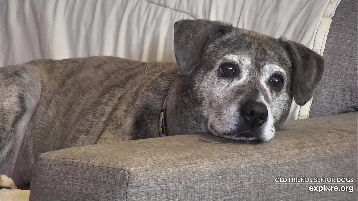Old Friends Senior Dog Sanctuary Weekly Update (6/21) by