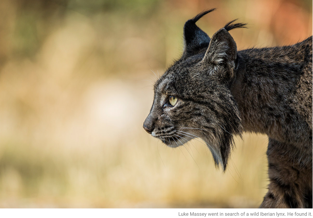 I went in search of a wild Lynx and got the breathtaking shot I had