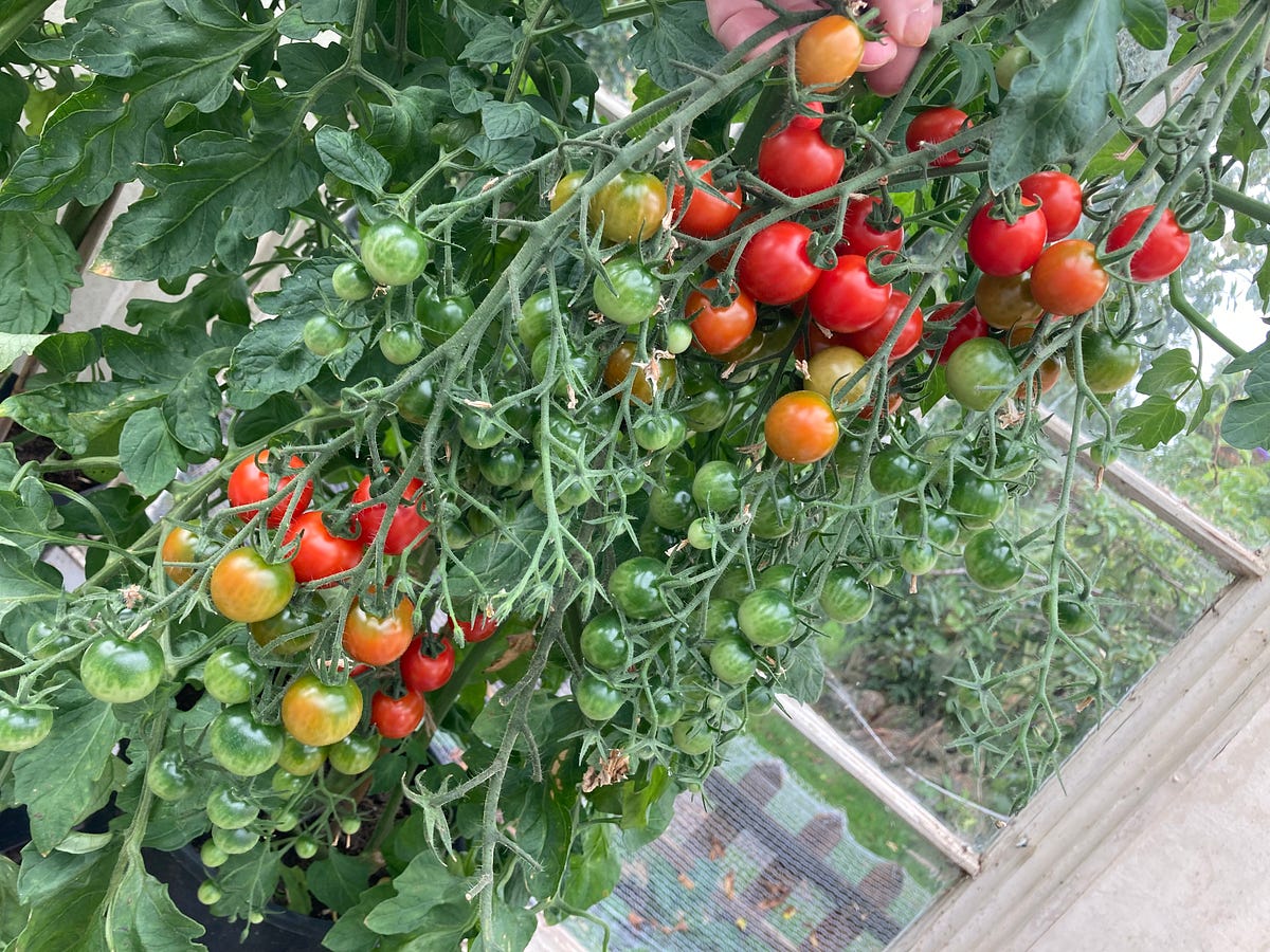 Tomato Anxiety? by Penny Grubb Medium The Haven