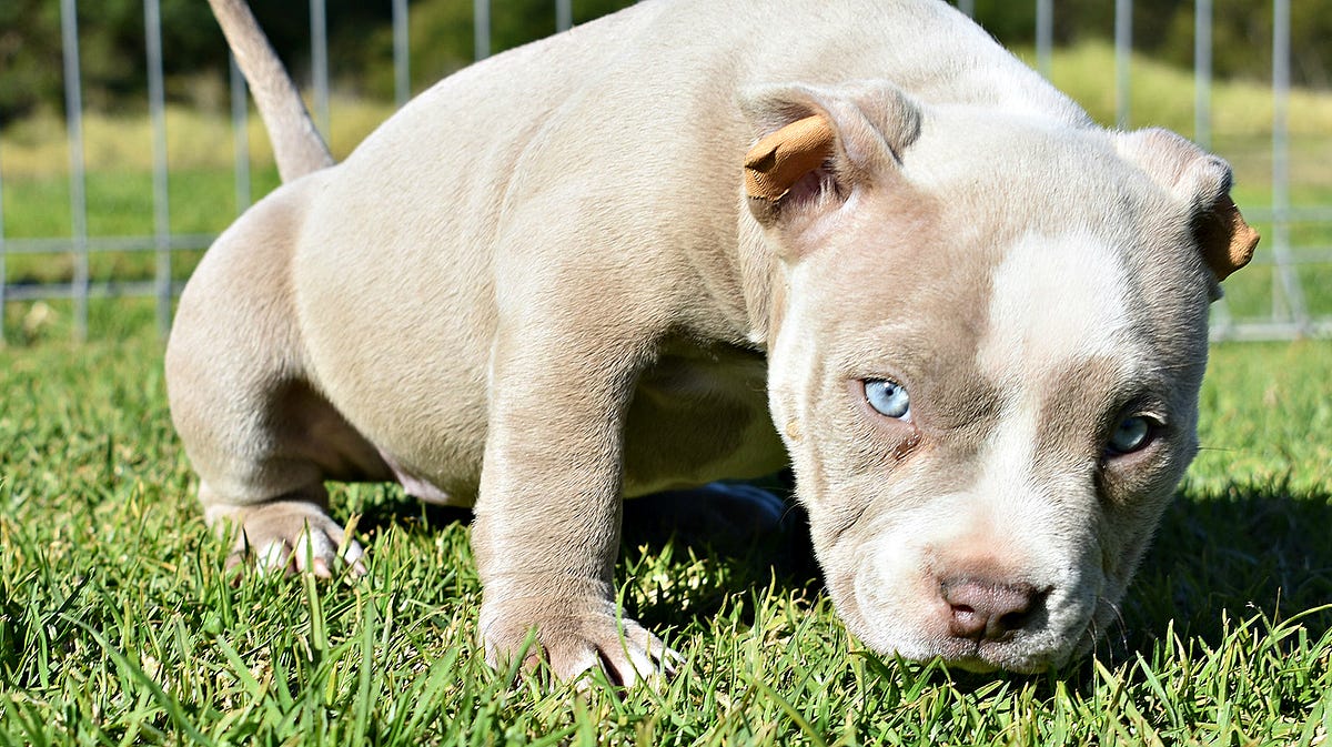 LILAC (CHAMPAGNE) & LILAC TRI COLORED AMERICAN BULLY CLONES.