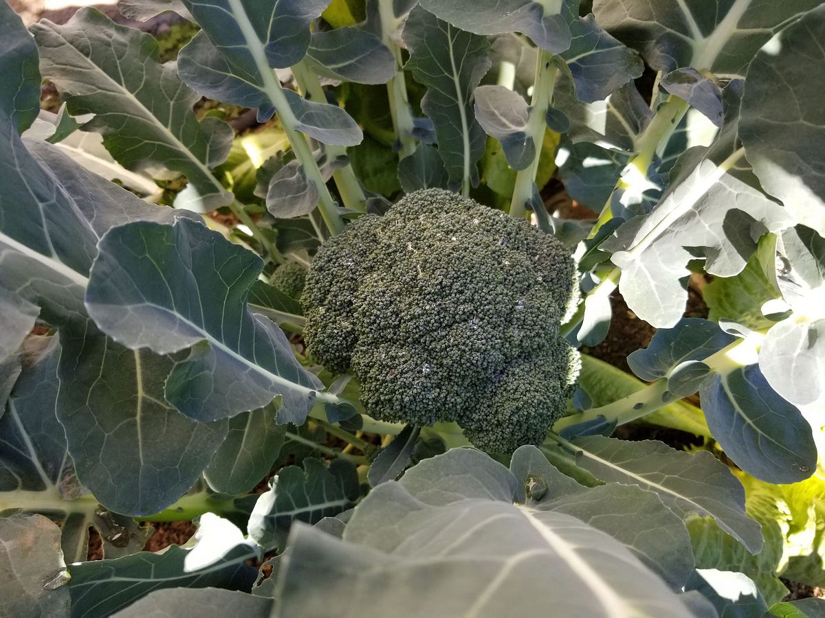 Broccoli and Cauliflower. Easy recipes to cook the culinary… by Julie Moreno Easy Seasonal