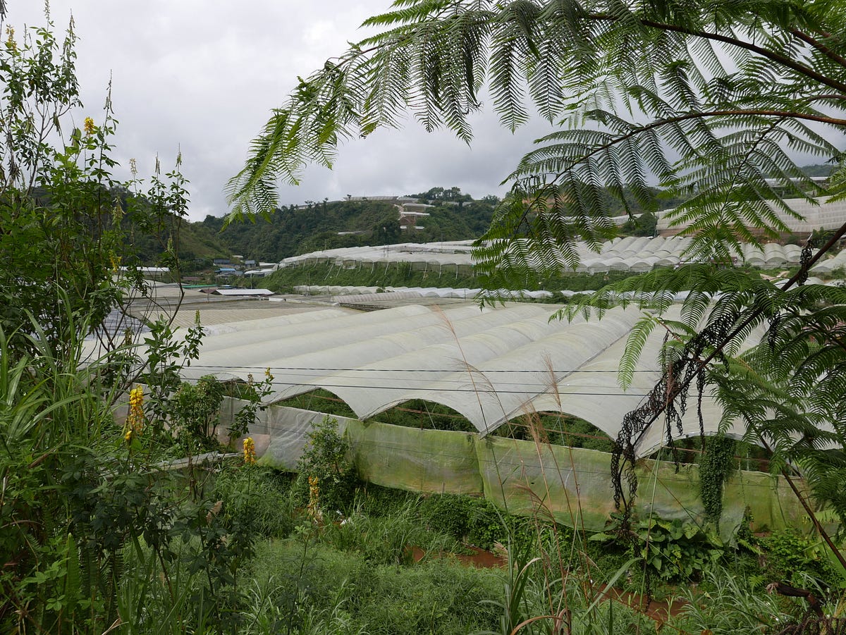 Malaysia — Cameron Highlands and Polytunnels by Nick’s Wanderings