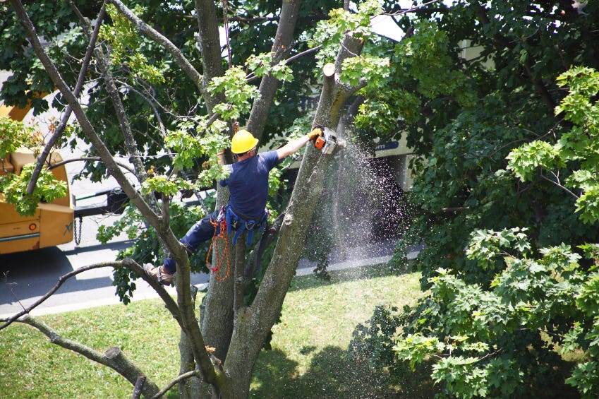 tree and shrub removal