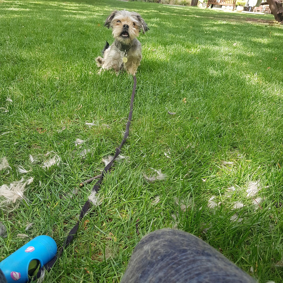 I Shave My Dog in Public. to the Awkward Confessional by