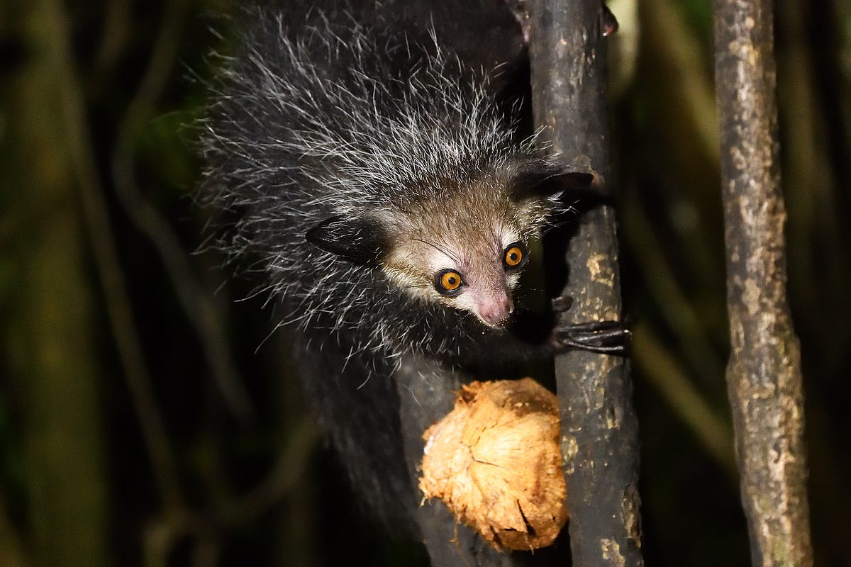 Madagascar 2019 Travel Report. This is the 13th episode of wildlife… | by Ferdy  Christant | Ferdy Christant