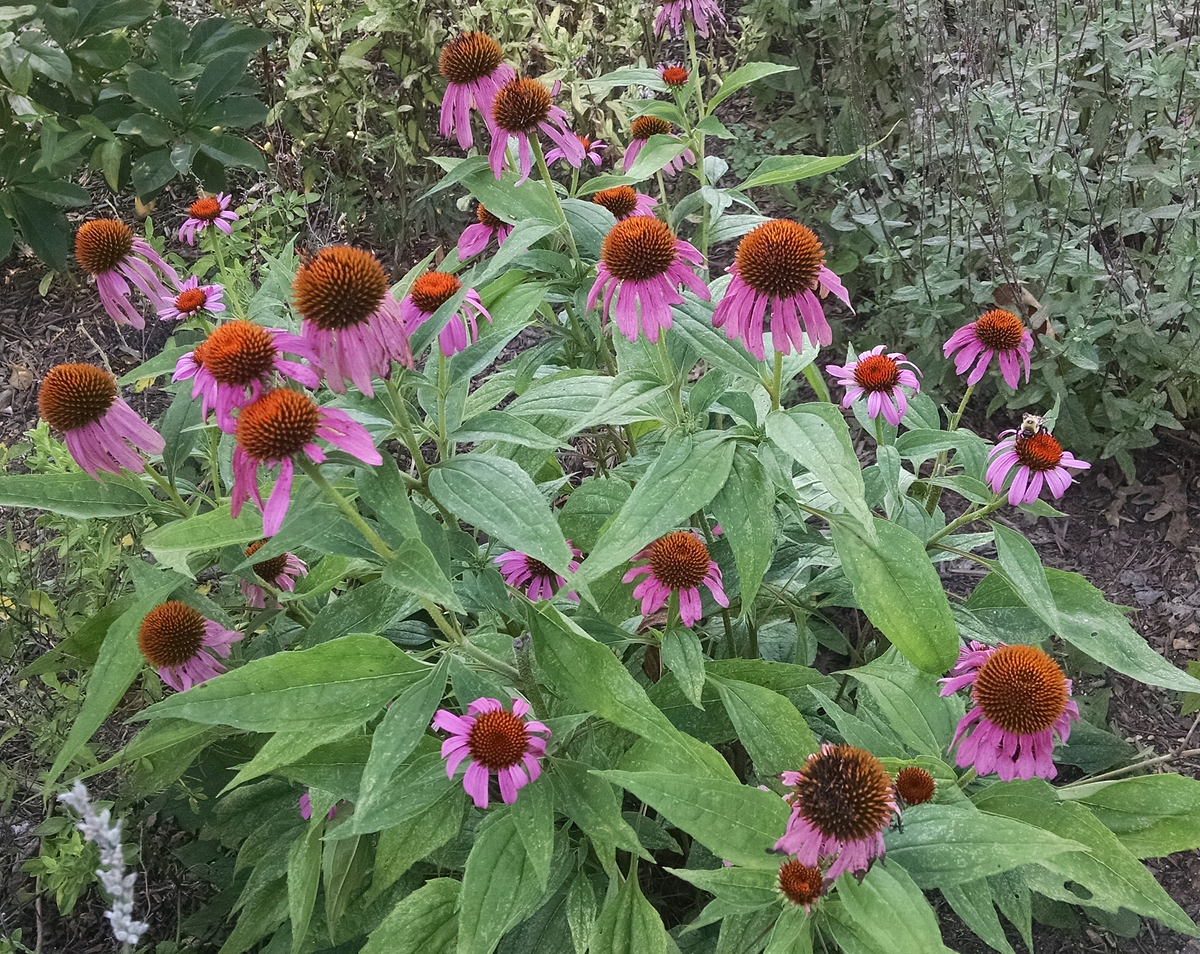 Popular Purple Coneflower The Fifth In A Series Of Gorgeous By