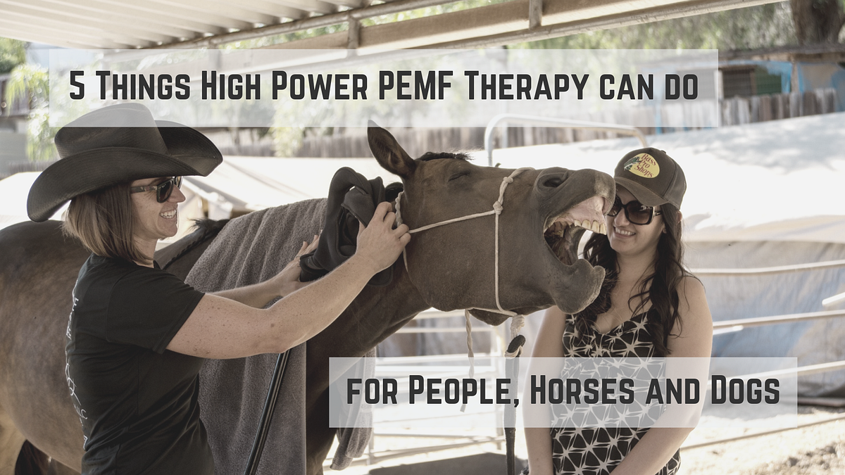 5 Things High Power PEMF Therapy can do for People, Horses and Dogs
