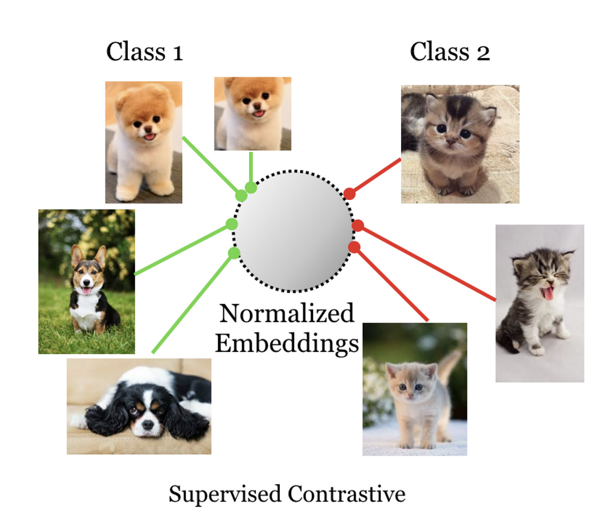 A Detailed Study of Self Supervised Contrastive Loss and Supervised Contrastive Loss