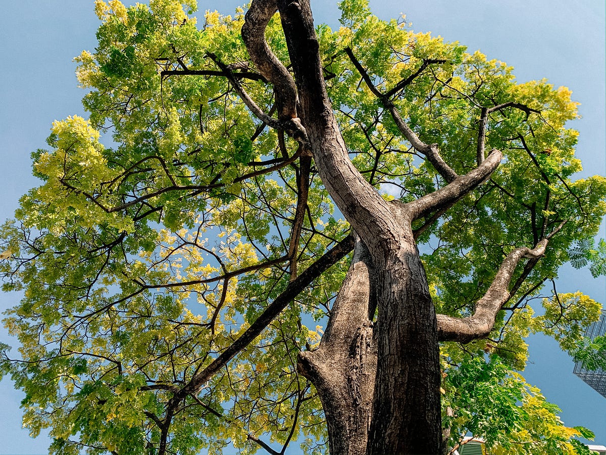 Building and Visualizing Decision Tree in Python