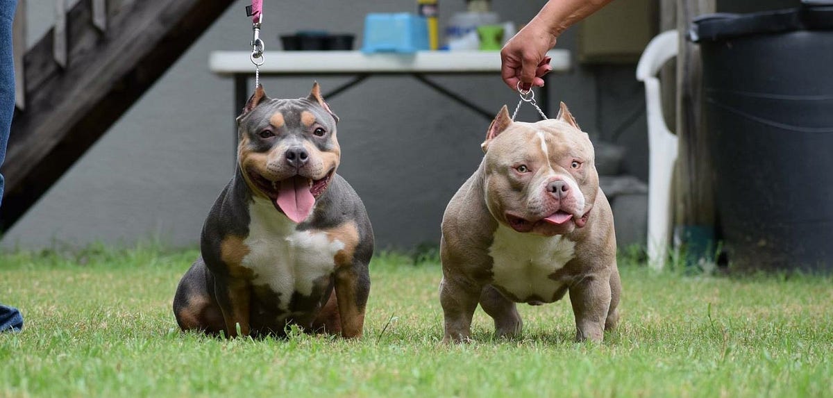 THE BEST POCKET AMERICAN BULLY BREEDERS by VENOMLINE