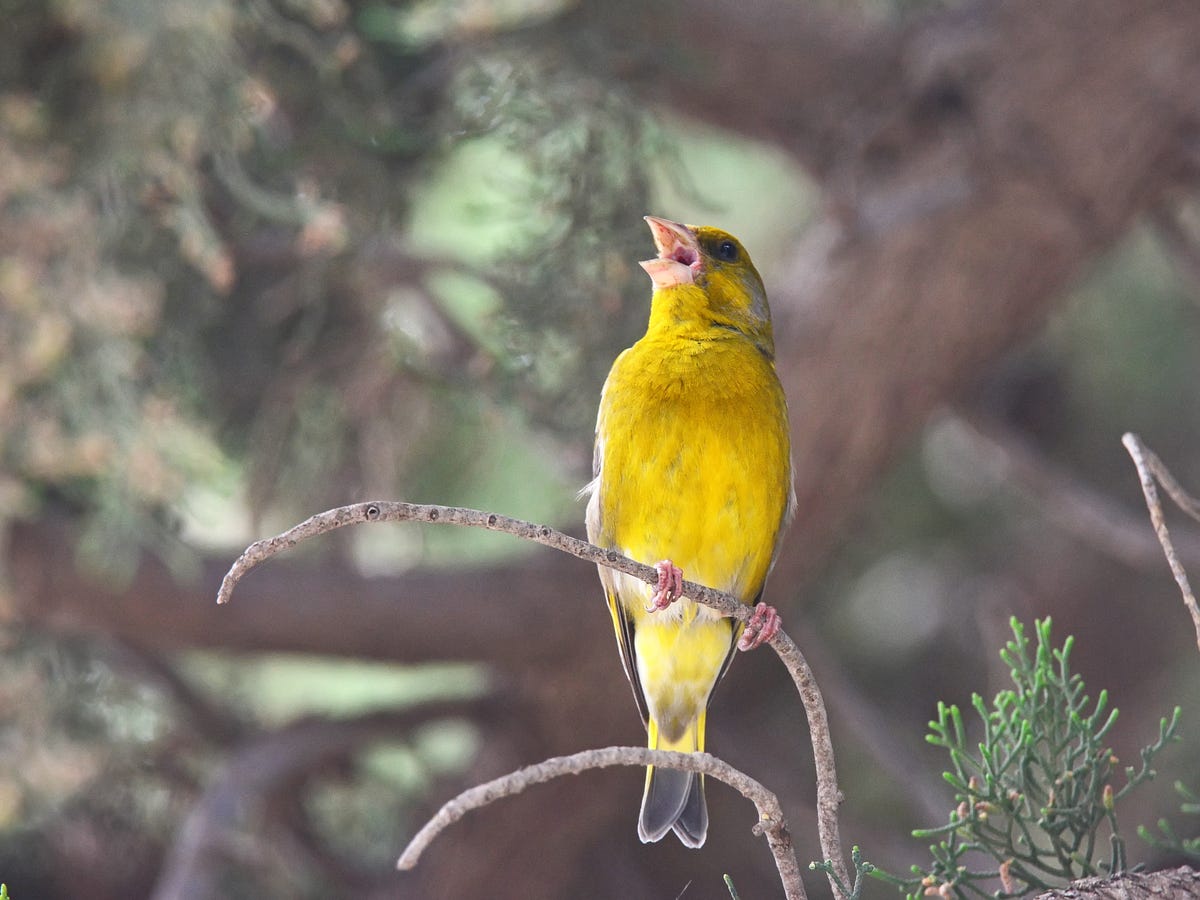 Animals to humans: Be quiet, already | by Ensia | Ensia | Medium