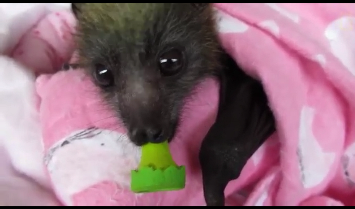 HAPPY INTERNATIONAL BAT DAY. This cute little baby bat is featured
