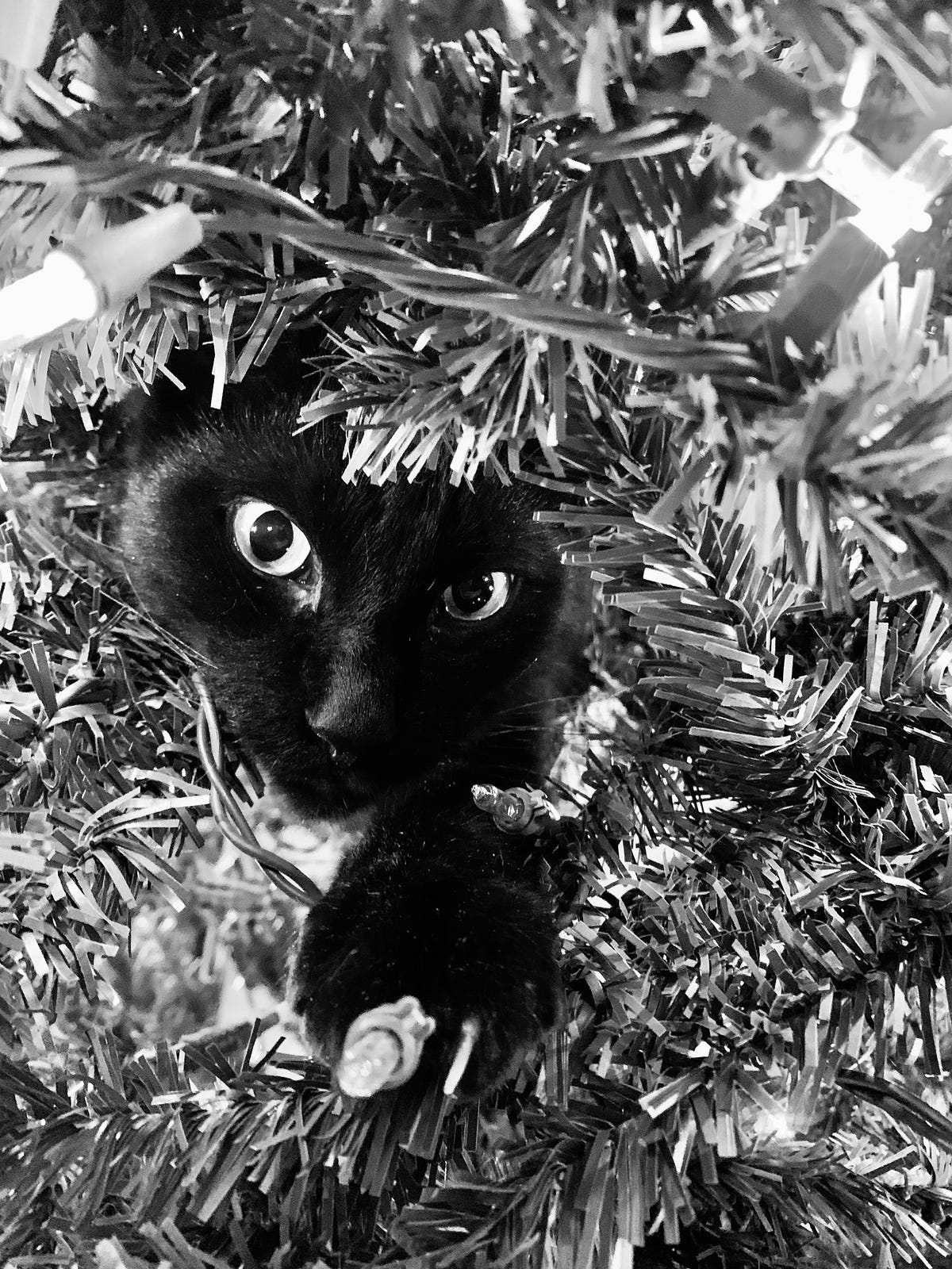 Christmas Tree in June. What you do for your kitties by Paul