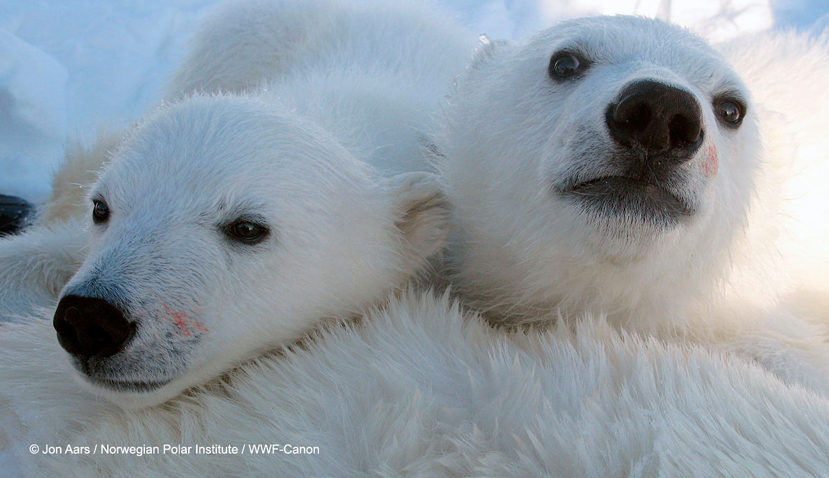 Why polar bear conservation needs more collaborative action by WWF