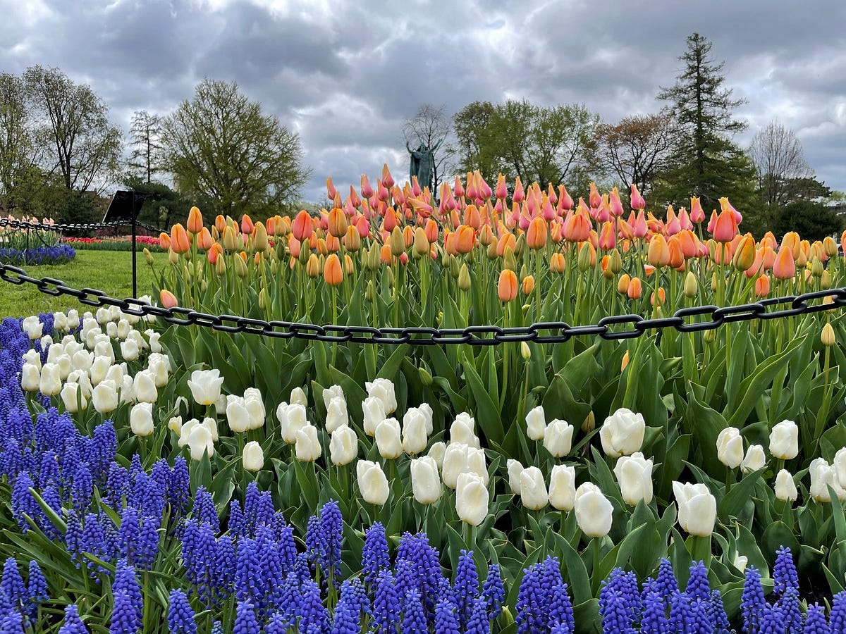 518TulipTracker returns for 2021 Virtual Tulip Festival, selfguided