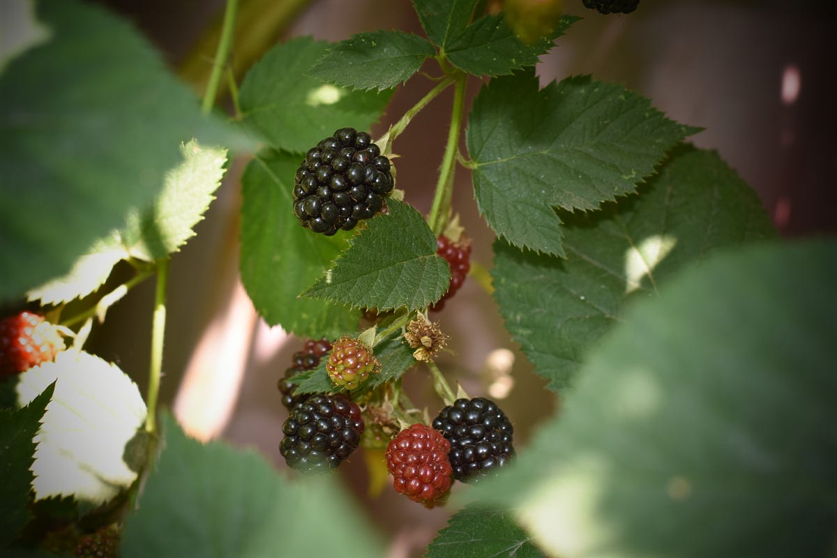 Raspberry-Blackberry HybridLoganberry HD by Azizjan Ilakhunov Medium