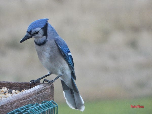 Bird Spotlight A Series Blue Jay 2 By Dan Pfeifer Weeds Wildflowers Medium Bird Spotlight A Series Blue Jay 2 By Dan Pfeifer Weeds Wildflowers Medium