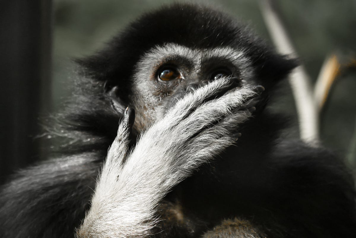 The 100th Monkey Effect. Isn't about an Individual. | by Emma | Medium