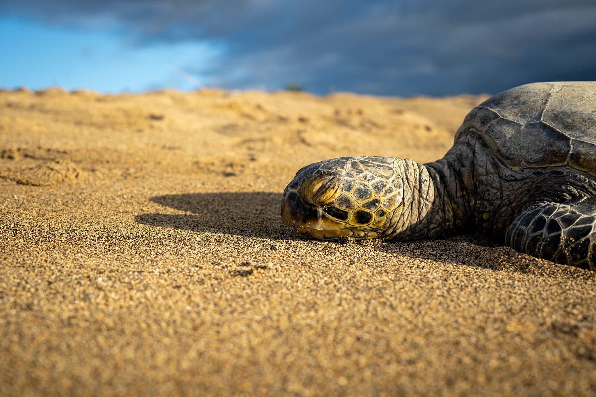 The Honu 100. Underwater sea turtle race in Hawaii by Mark Starlin