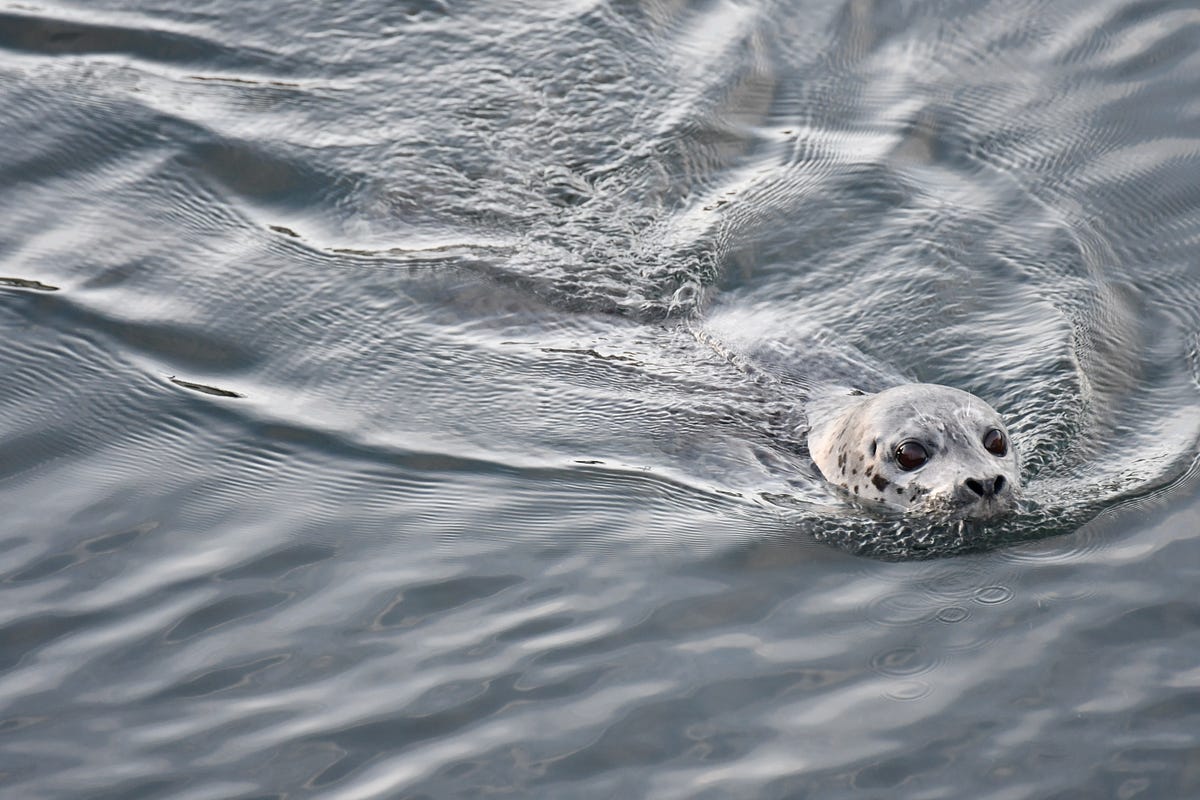 Salmon and seals at Capitol Lake. New technology aims to help salmon