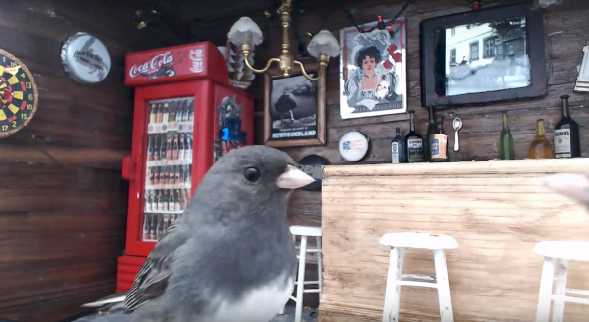 Junco s The Tiniest Pub In Newfoundland By Simon Collison Medium Junco s The Tiniest Pub In Newfoundland By Simon Collison Medium