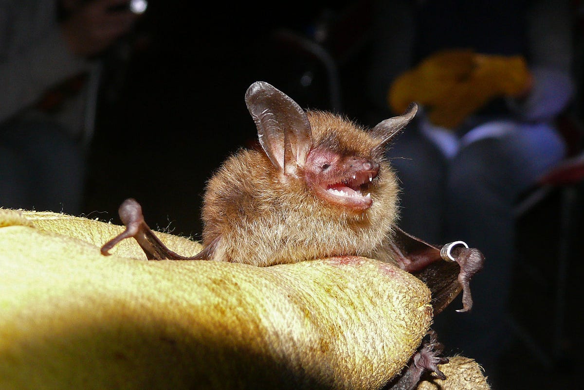 Endangered bats confirm importance of connected green space
