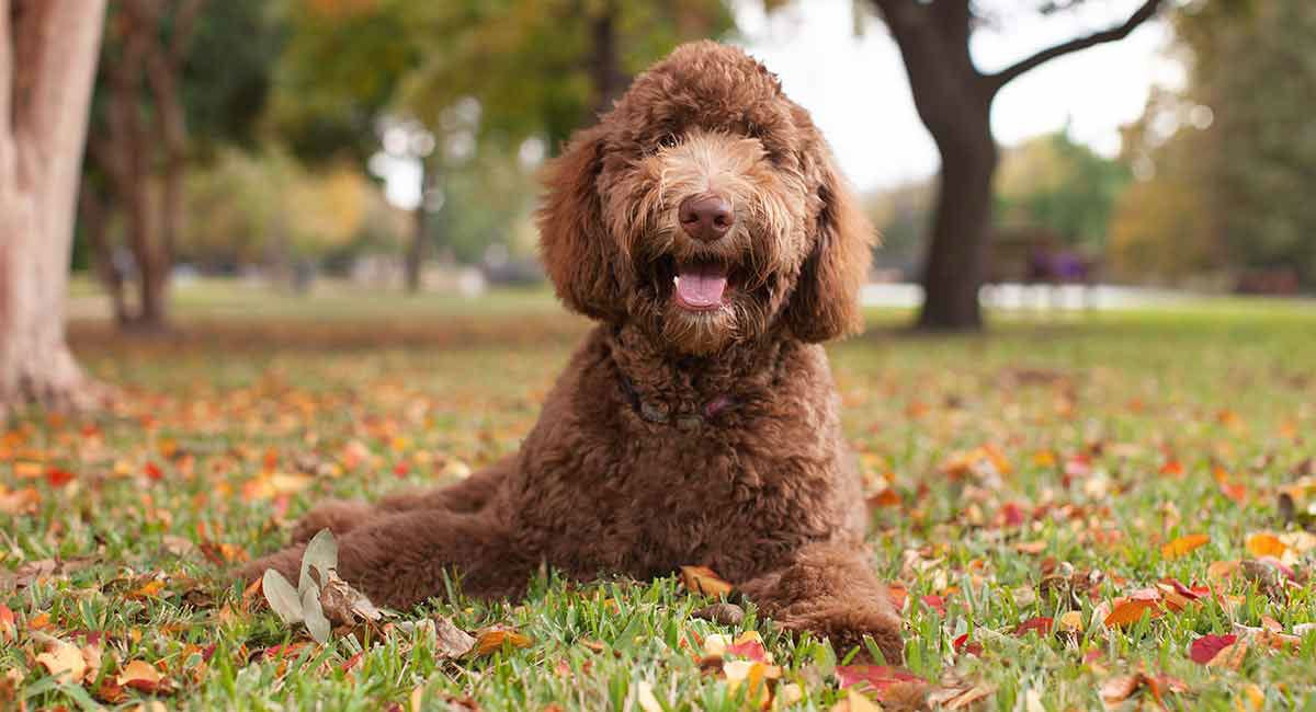 medium chocolate labradoodle