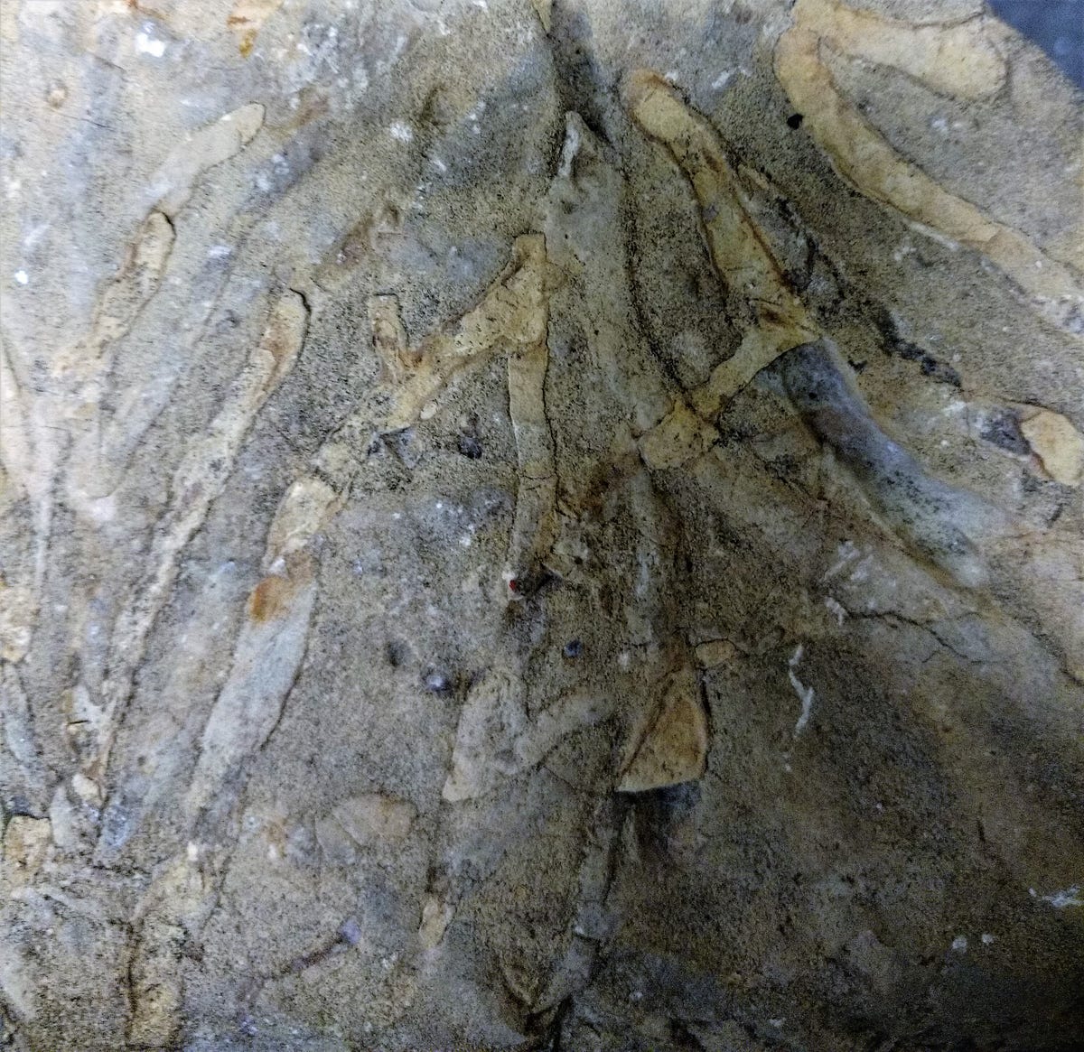 The most common fossil Roy Plotnick Medium