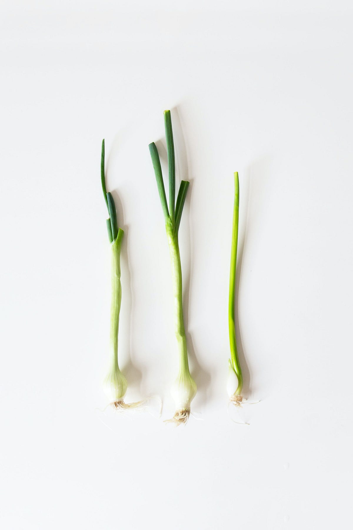 How To Regrow Green Onions In Water Weeds & Wildflowers