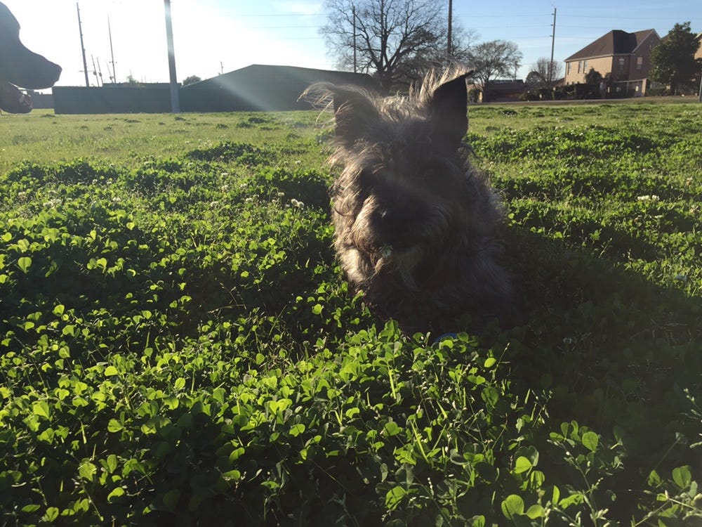 if a dog is 5 how old is he in dog years