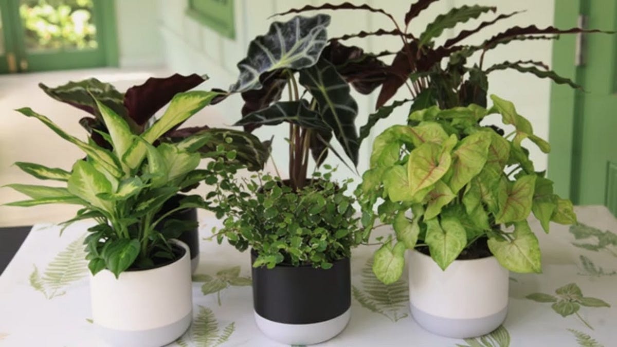 Indoor Air Pollution and Plants. In this overpopulated world, many