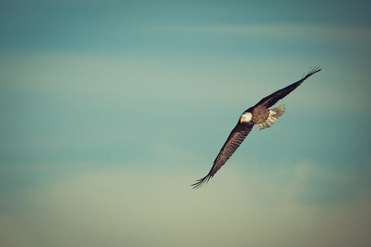 Phoenix By Way Of Ashes Watch An Eagle Soar Through Dreary By 