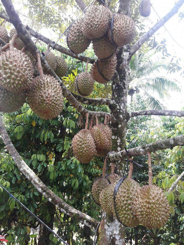 87 Gambar Pohon Durian Unggul Gambar Pixabay