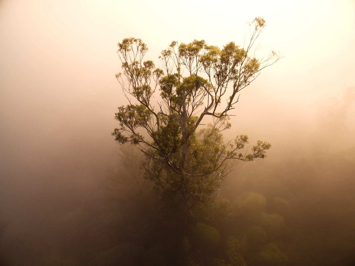 Photographing one of the world’s tallest trees by ABC News ABC News