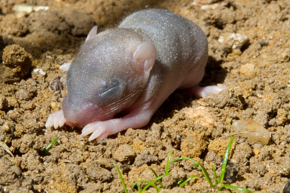 Sensing trouble Health and Disease Medium