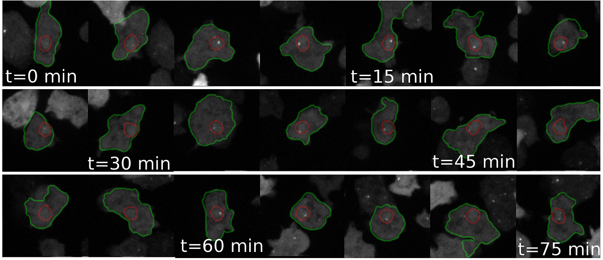 The transcription continuum Life’s Building Blocks Medium
