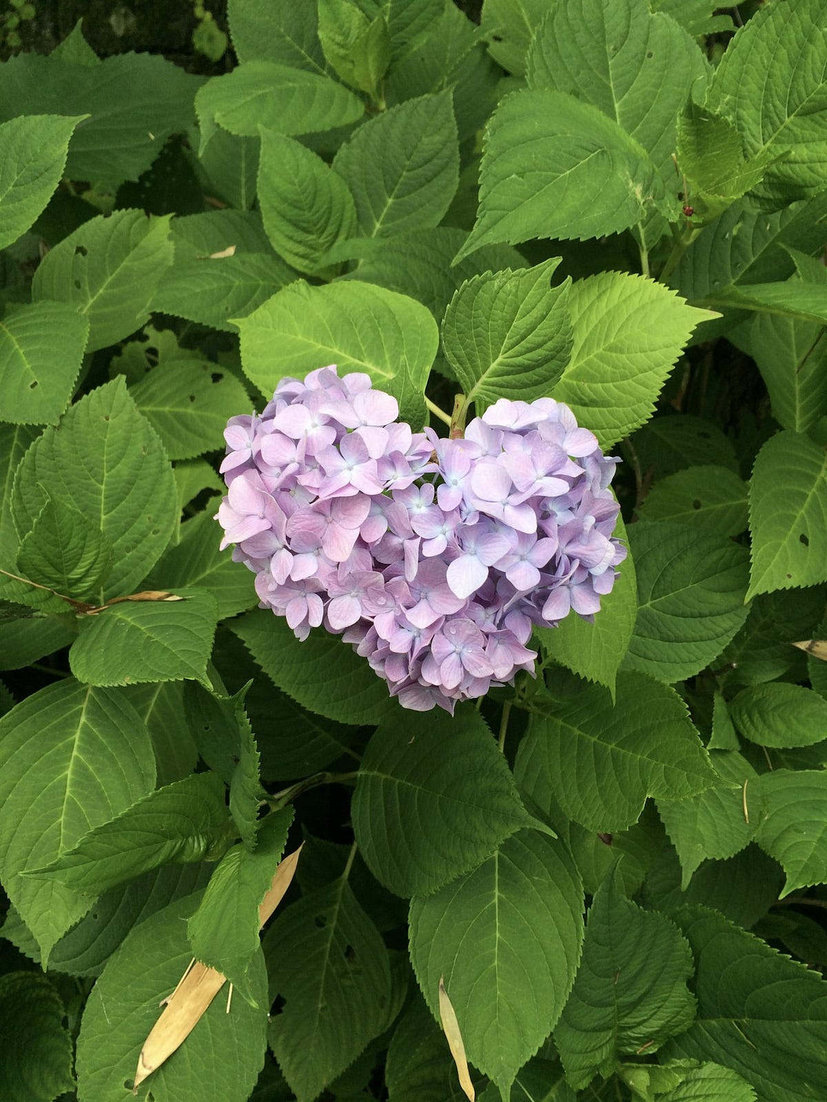 日本語 日本文化 禅 鎌倉 歴史 Kamakura Mind