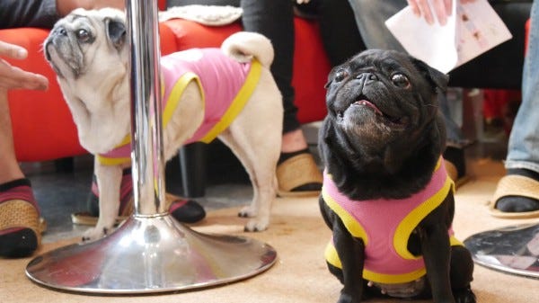5 Animal Cafes In Japan You Need To Visit By S A Ozbourne Creatures Medium