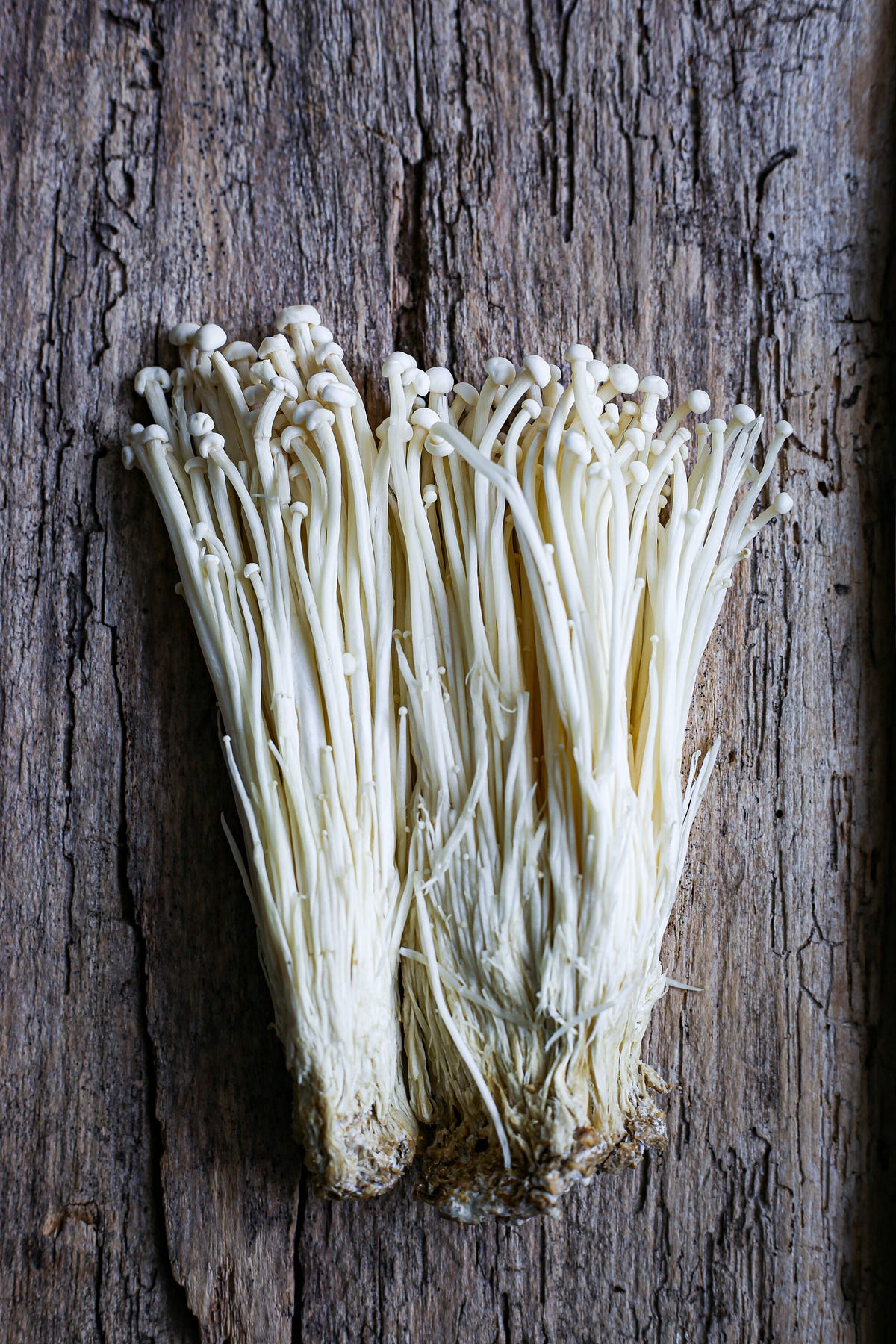 Enoki Mushrooms Recall by B A Little Are You Out There