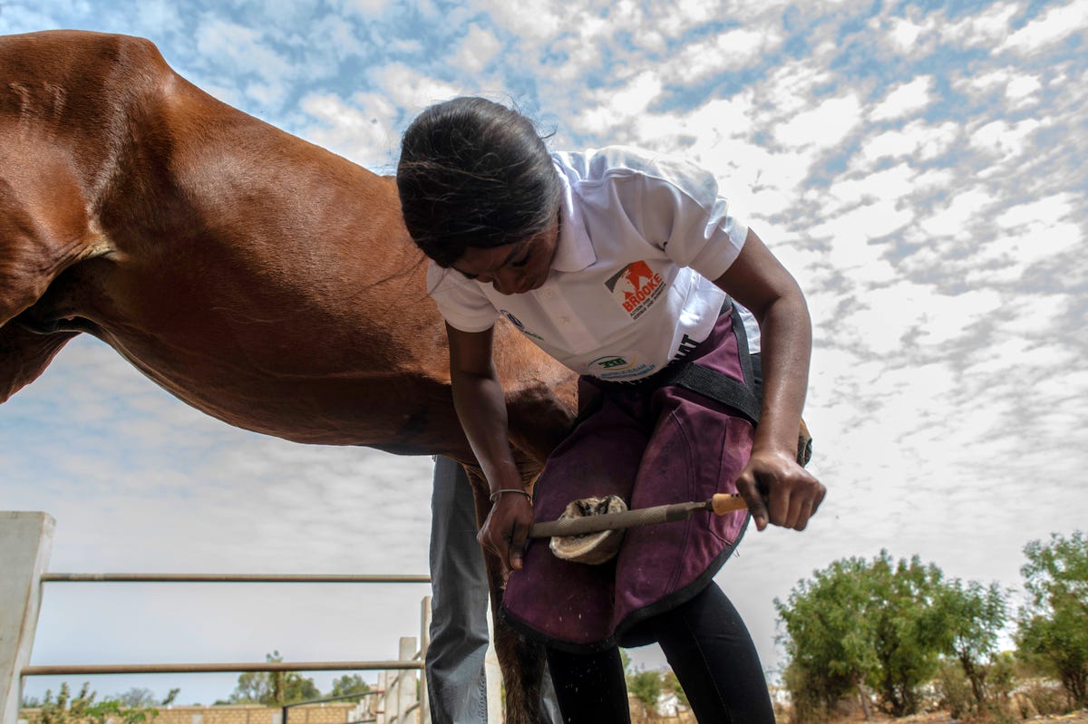 Horse hooves — an unexpected route to better youth employment | by Brooke,  Action for Working Horses and Donkeys | Medium