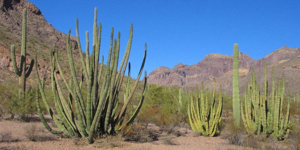 Klasifikasi Dan Morfologi Kaktus Kaktus Merupakan Tumbuhan Yang By Irulaziz Medium