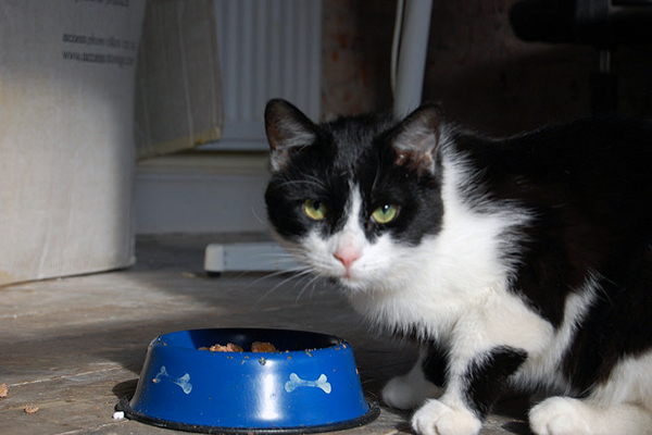 6 Fakta Mengejutkan Dibalik Kucing Tidak Mau Makan!  by Don Gochi 