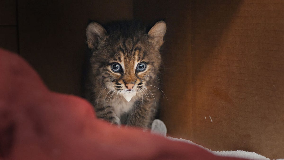 Baby Bobcat Found On Marco Island By Conservancy Of Swfl A Week Inside The Von Arx Wildlife Hospital Medium