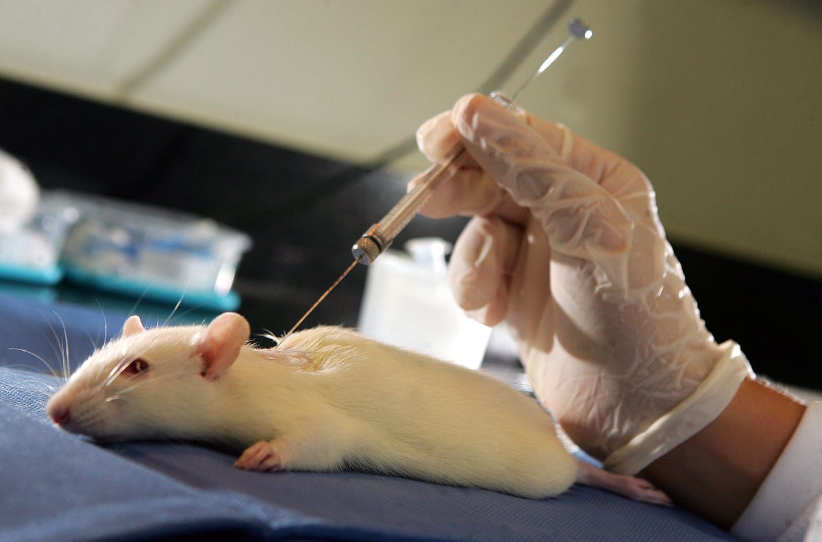 Experimentação animal, um mal necessário? by Agência RMCC Medium