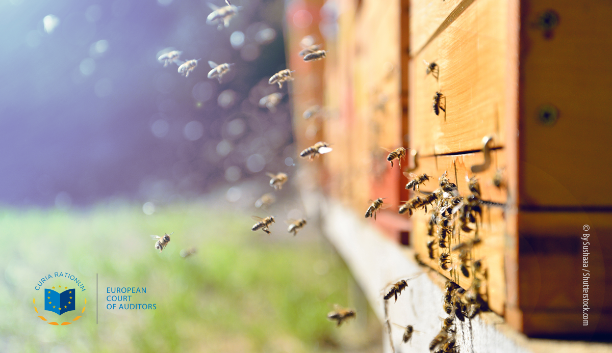 On World Environment Day, EU auditors show environmental awareness by  supporting bees | by European Court of Auditors | Medium