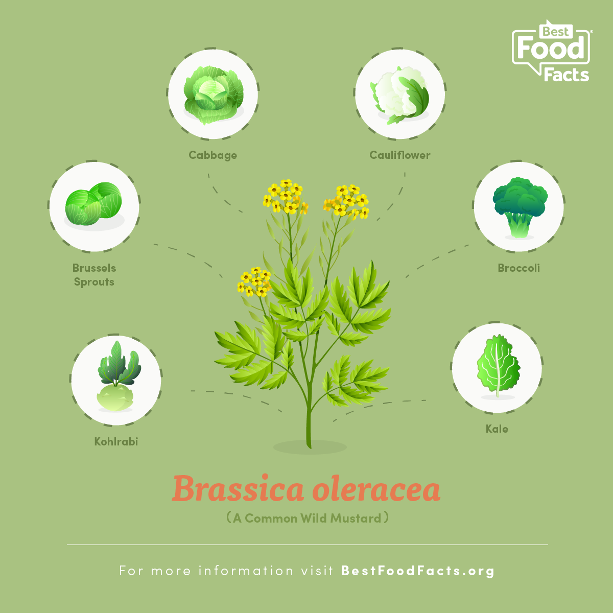 Food Facts: Broccoli's Wild Roots | by Best Food Facts | Medium