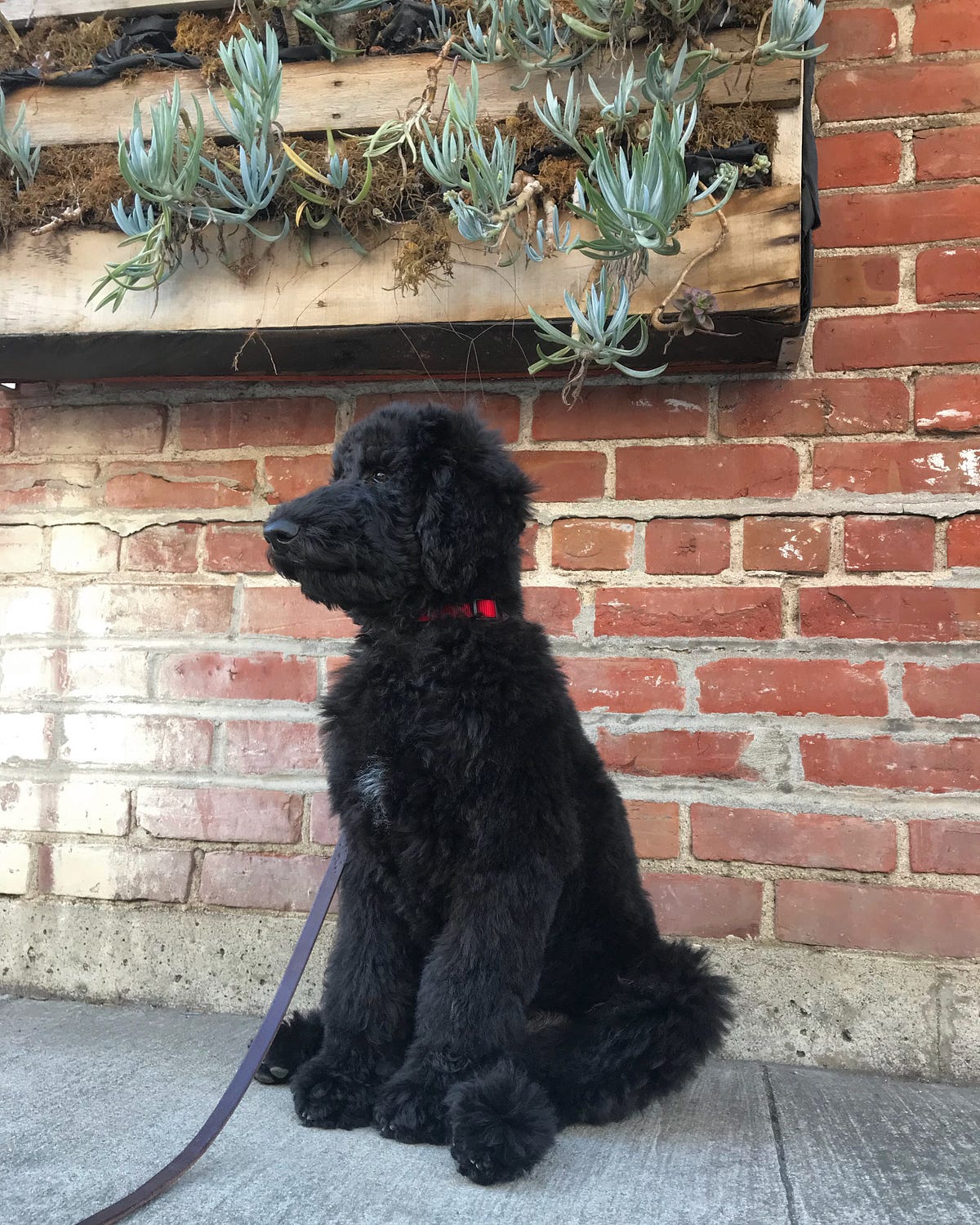 shaved standard poodle