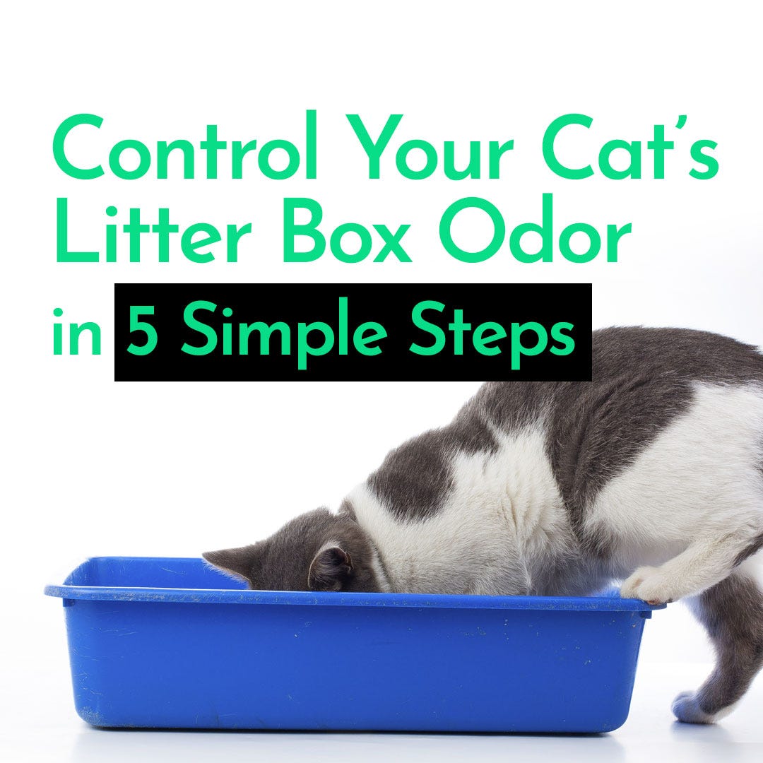 Control Your Cat's Litter Box Odor in 5 Simple Steps (Part 2 ...