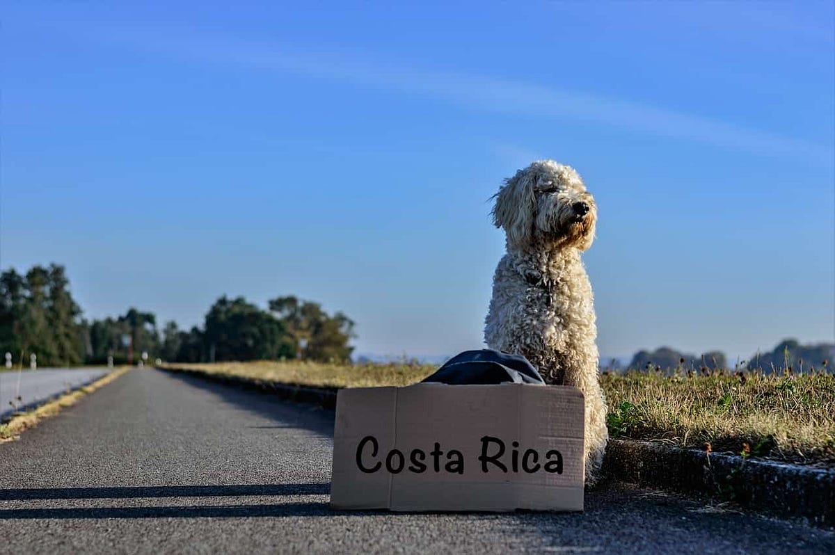 costa rica travel with dog