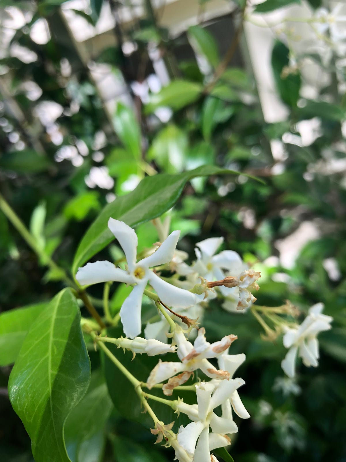 Confederate Jasmine ( Star Jasmine) by Sowmya Sundar Medium